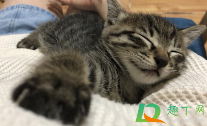 猫咪感冒可以不管吗