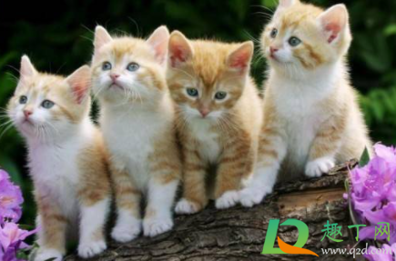 满月的小猫怎么断奶