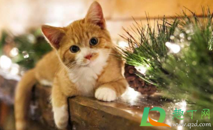 满月的小猫怎么断奶