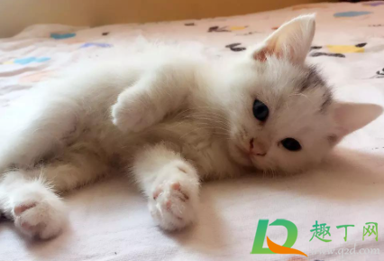 满月的小猫怎么断奶