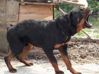 小狗咬人出血会不会得狂犬病