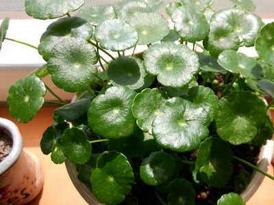臥室植物凈化空氣排名