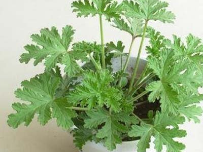 卧室花草杀虫办法
