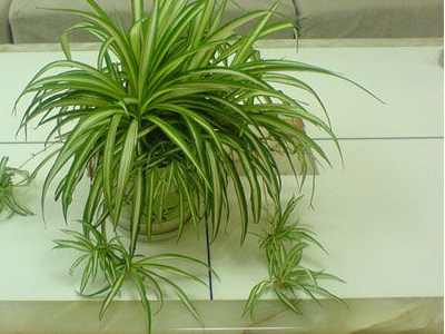 卧室内吸毒植物有哪些