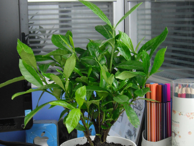 卧室放植物除甲醛吗