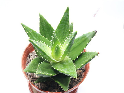 什么植物防电脑辐射