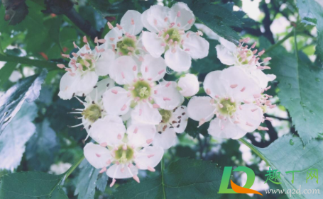 结婚床上四件套怎么买 4月20日谷雨结婚好吗2022