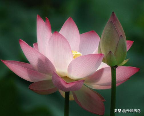 因违反计划生育而开除留用的职工可否享受退休待遇？
