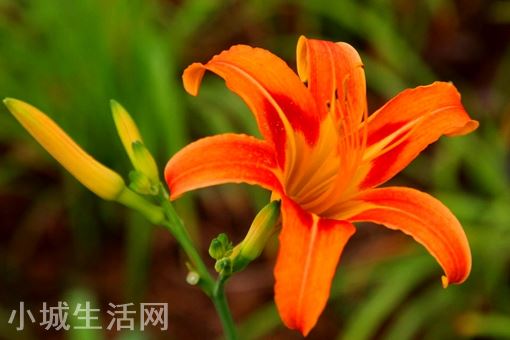 孟婆汤里面有哪些原料?孟婆汤是用什么熬制的?