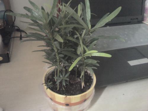 哪些花吸收电脑辐射