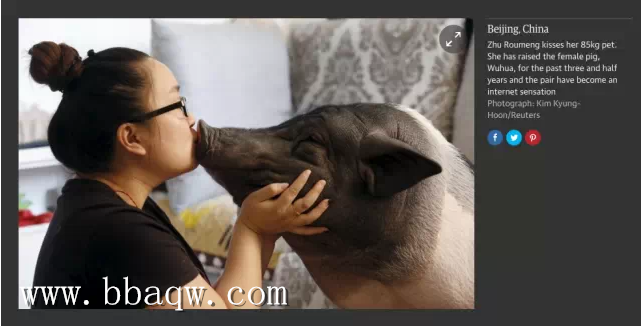北京女子与170斤宠物猪同吃同住 解析养育宠物猪的好方法!