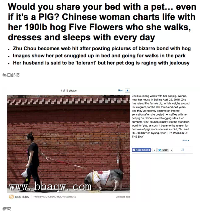 北京女子与170斤宠物猪同吃同住 解析养育宠物猪的好方法!