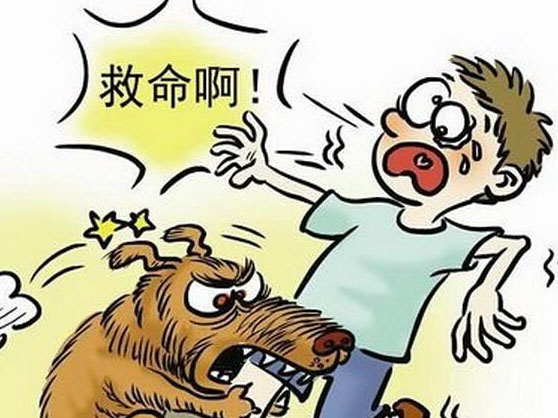不想被狗咬?要记住狗咬人伤人的6个原因
