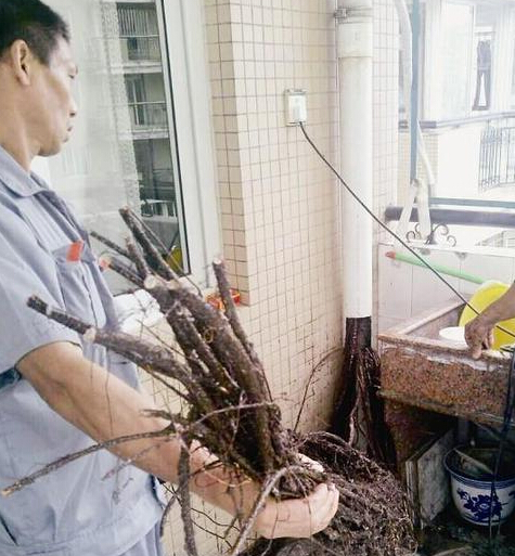 50米榕树根长进下水道致堵 家里适合种植哪些植物?