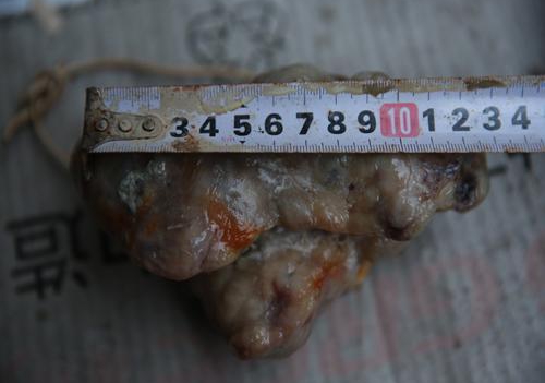老狗死后意外给主人留狗宝 您知道狗宝到底是什么吗