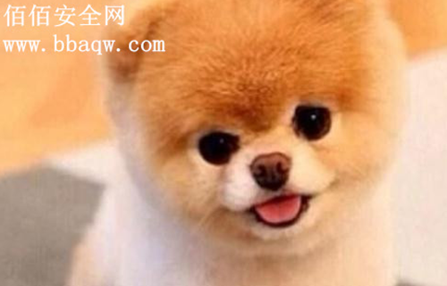 史上最严限狗令出台 本安全网呼吁大家文明养狗