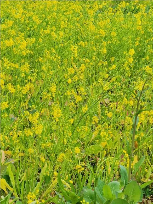 各位老师能为油菜花开和一首诗吗?