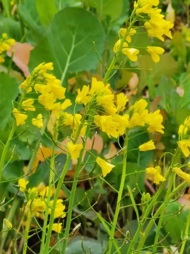 各位老师能为油菜花开和一首诗吗?