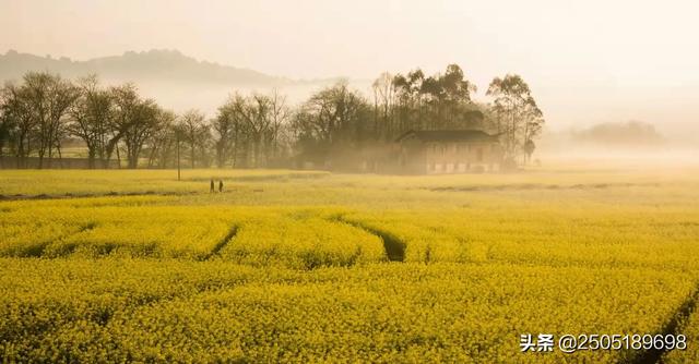 各位老师能为油菜花开和一首诗吗?
