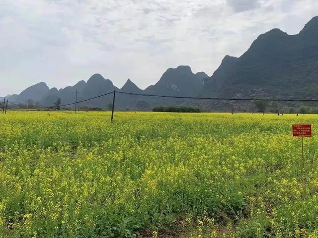 各位老师能为油菜花开和一首诗吗?