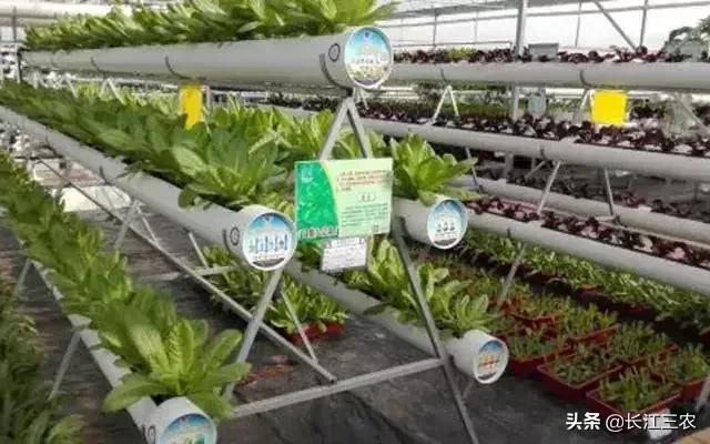 中国农业走机械化大农场模式，粮食产量会增加还是会减少？
