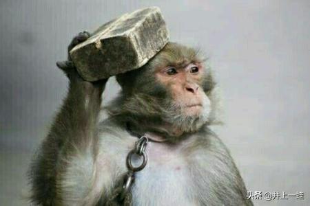 小时候经常能看到耍猴的,你见过吗?