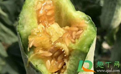 羊角蜜怎么挑选 羊角蜜要不要削皮去籽
