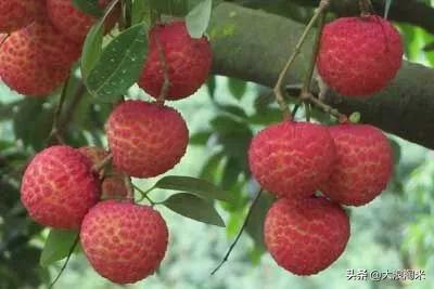 请问四川种植荔枝、芒果能存活吗？