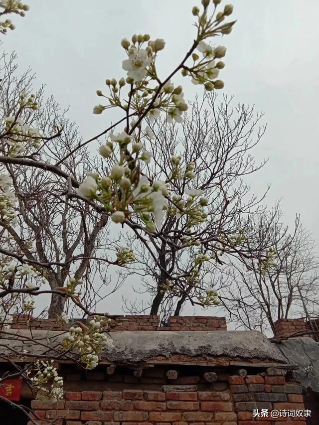 上联:花若解语还多事,下联怎么对?