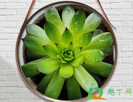 多肉换盆后叶子变焉了怎么办