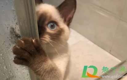 为什么主人洗澡猫咪总蹲在门外