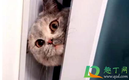 为什么主人洗澡猫咪总蹲在门外