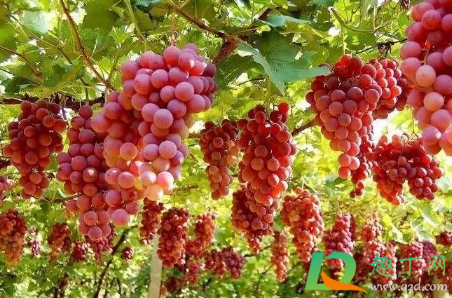 葡萄什么时候上肥料最好