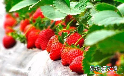 种草莓要避开哪些位置
