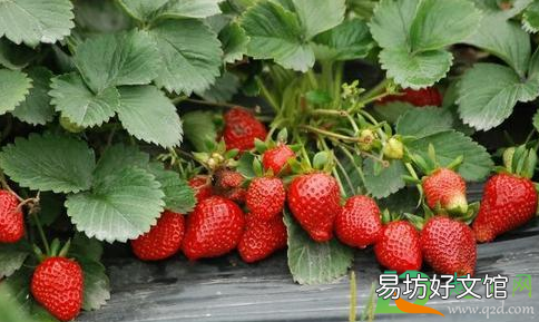 种草莓要避开哪些位置