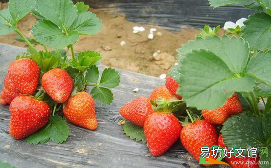 种草莓要避开哪些位置