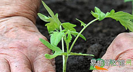 夏天种什么菜不生虫