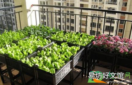 夏天种什么菜不生虫