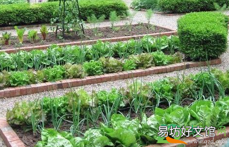 夏天种什么菜不生虫