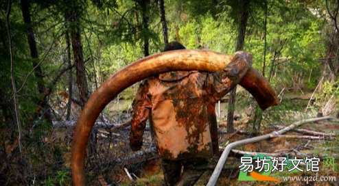 拼多多上的猛犸象牙手串是真的吗