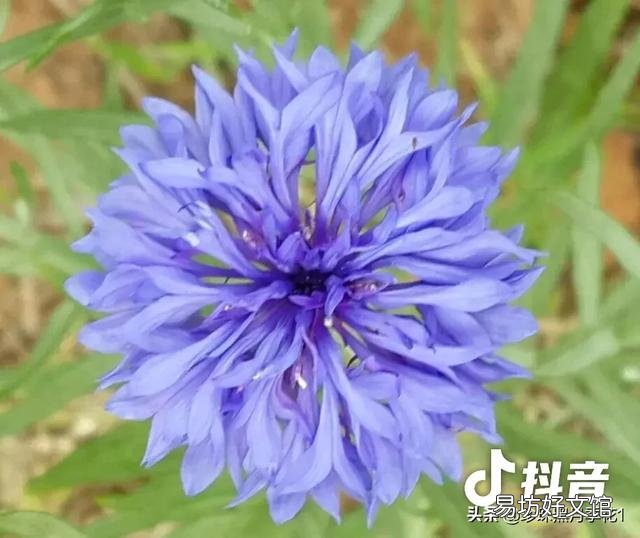 你最喜欢的人物是谁？不局限于真实人物？