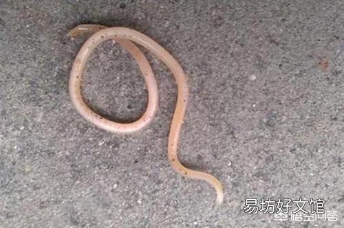 小时候常吃的“打虫药”,如今却为何难觅踪迹了?