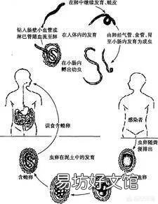 小时候常吃的“打虫药”,如今却为何难觅踪迹了?