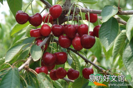 夏天樱桃放冰箱好还是在外面好