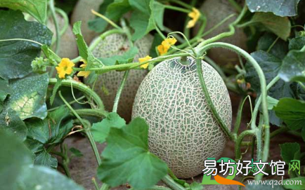 甜瓜歪瓜原因是什么