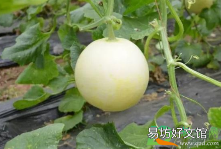 甜瓜歪瓜原因是什么