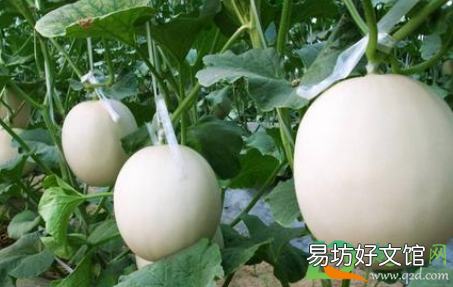 甜瓜歪瓜原因是什么