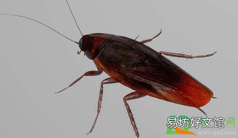 上门除蟑螂服务可靠吗