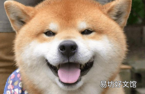 抖音卑微文学是什么梗