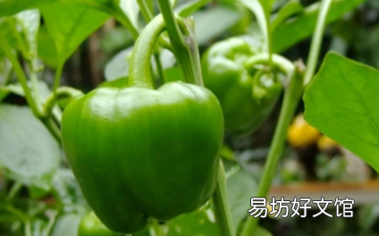 青椒和尖椒的区别谁是辣的
